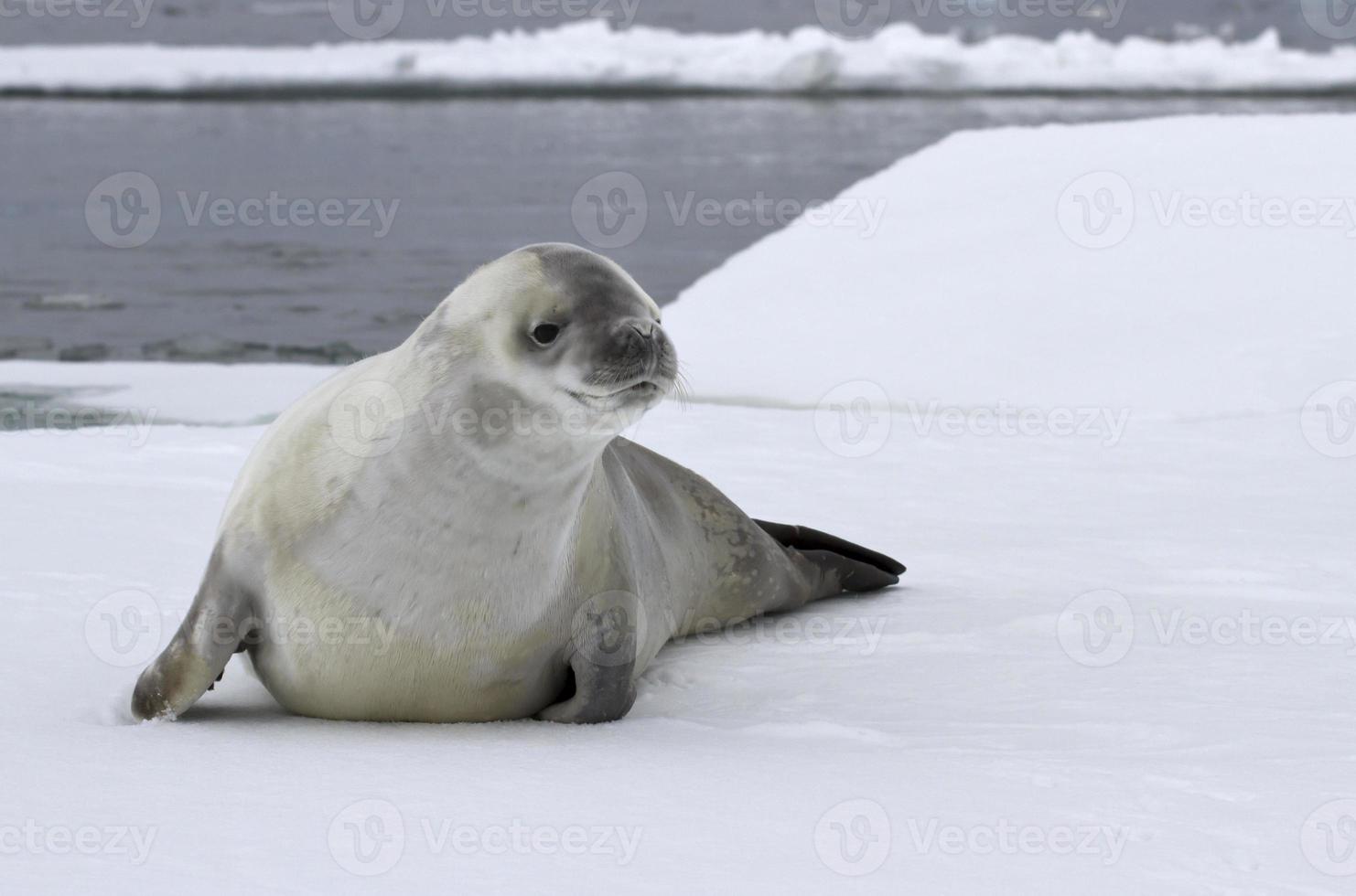foca cangrejera en un témpano de hielo en la Antártida foto