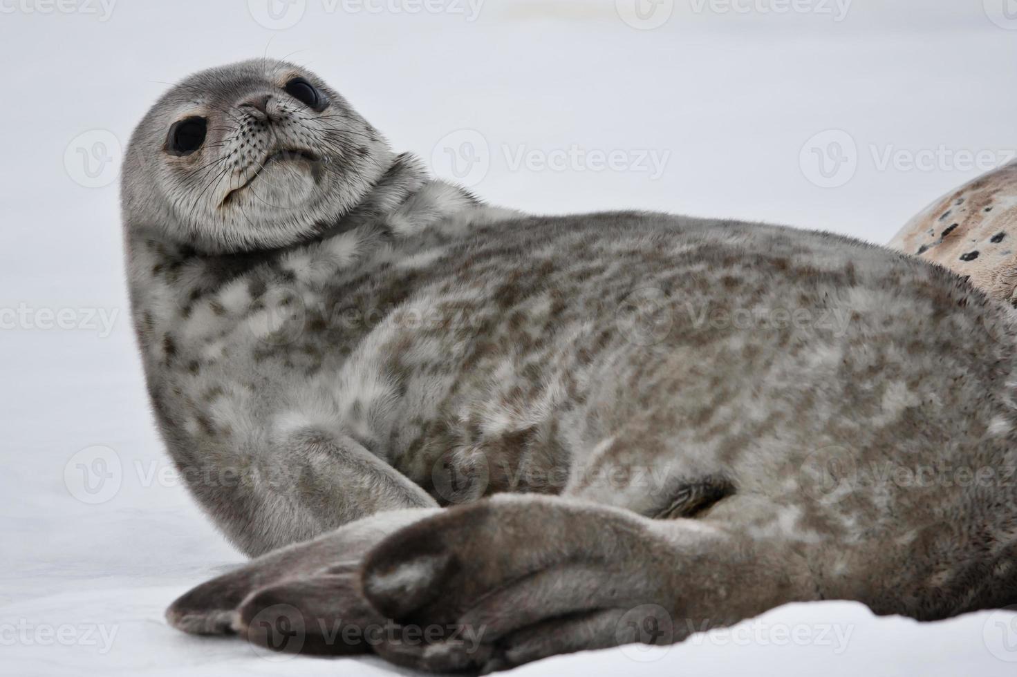 Seal rests photo