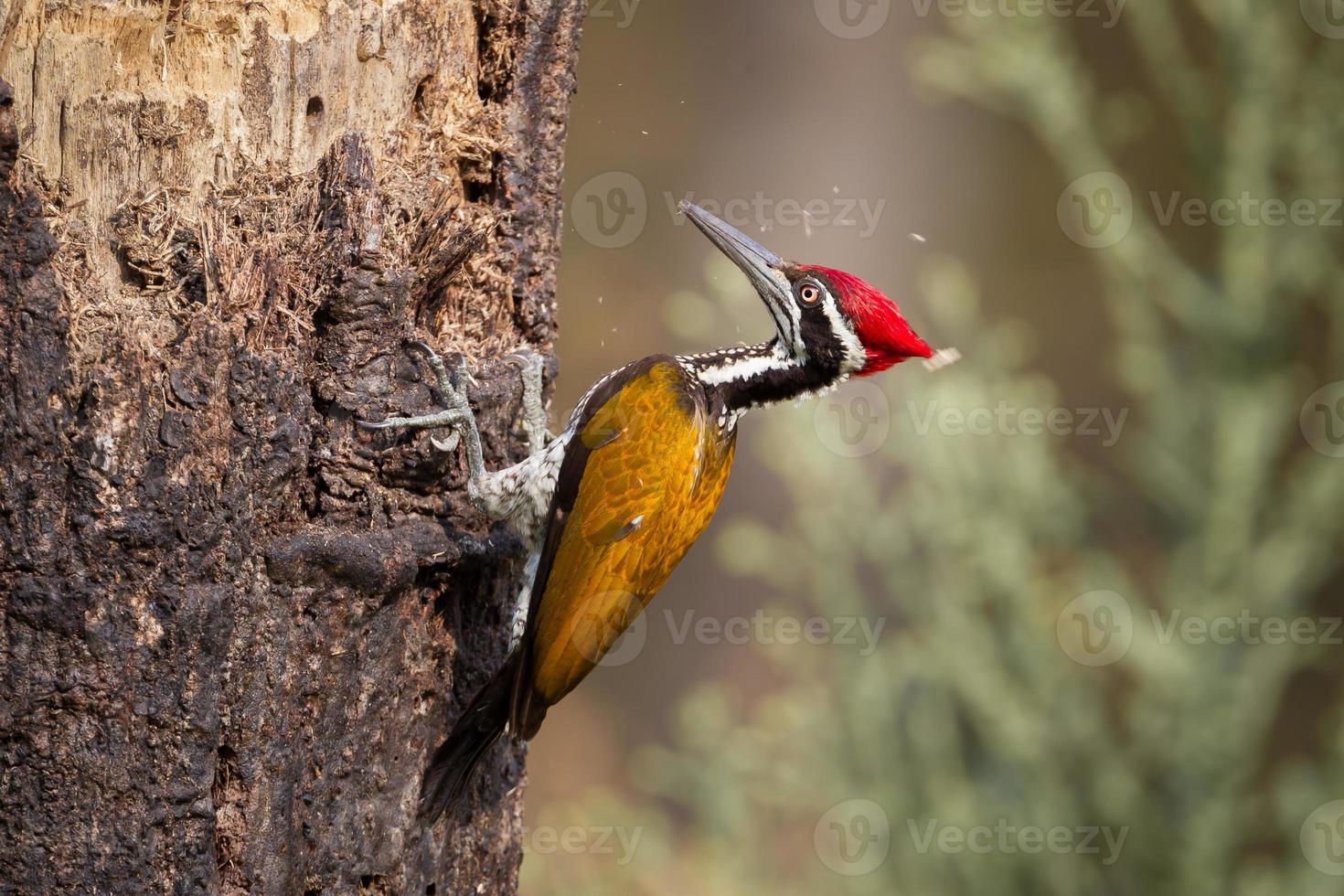 Full frame close up of Male Greater Flameback photo