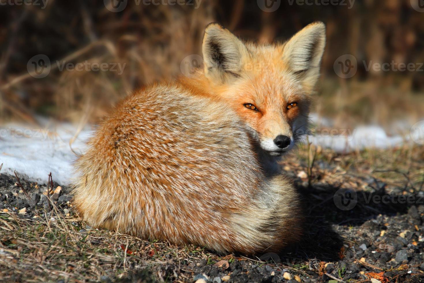 Red Fox (vulpes) photo