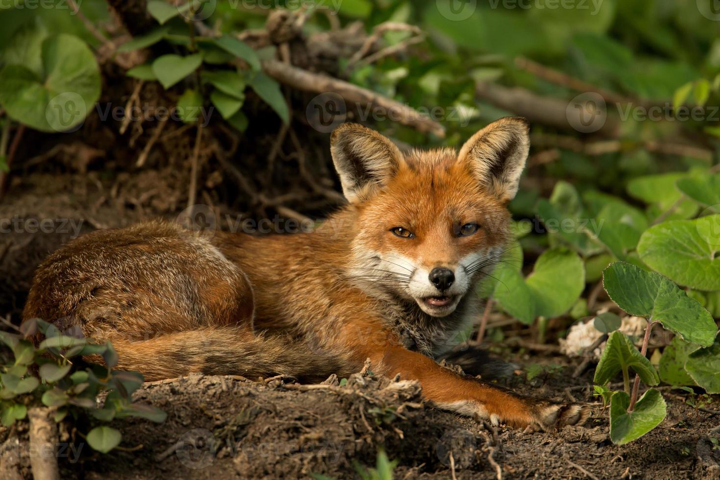Red fox (Vulpes vulpes) photo