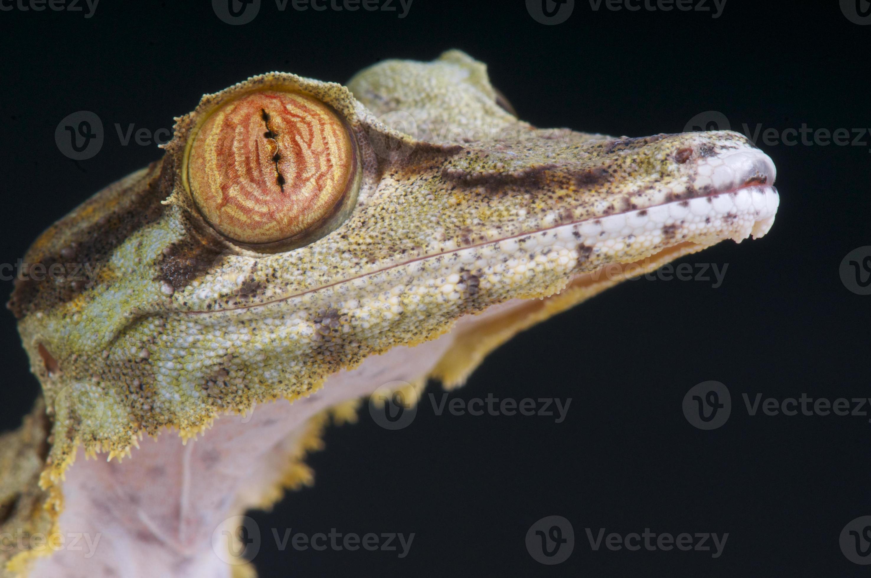 Leaf-tailed gecko / Uroplatus fimbriatus photo
