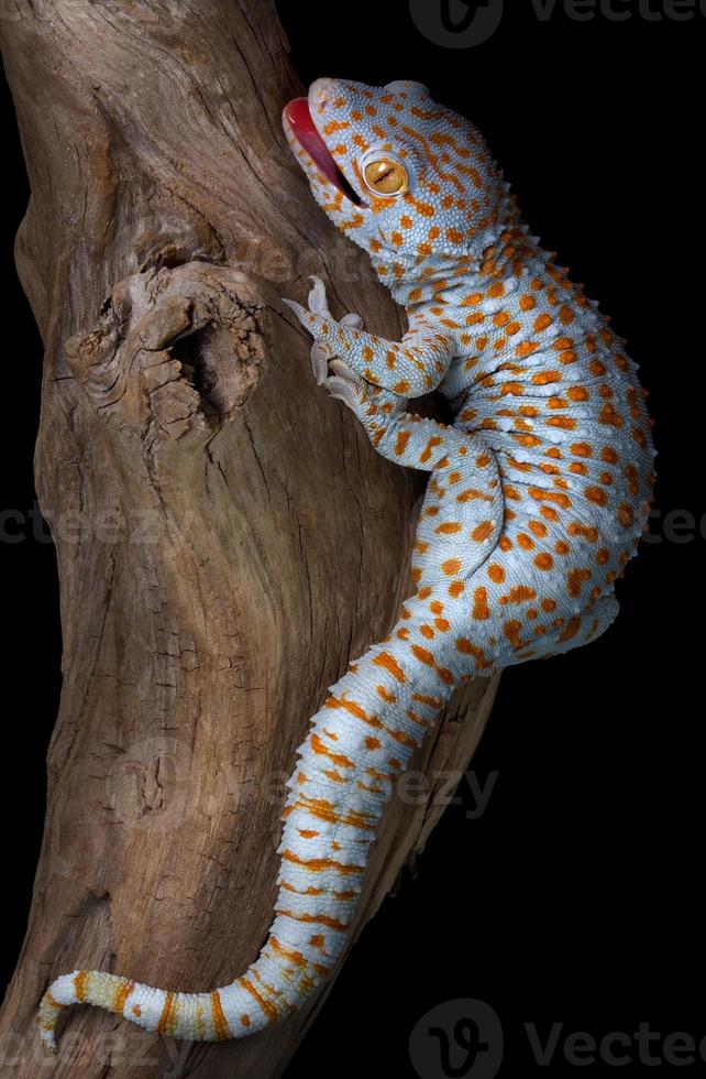 tokay gecko en madera flotante foto