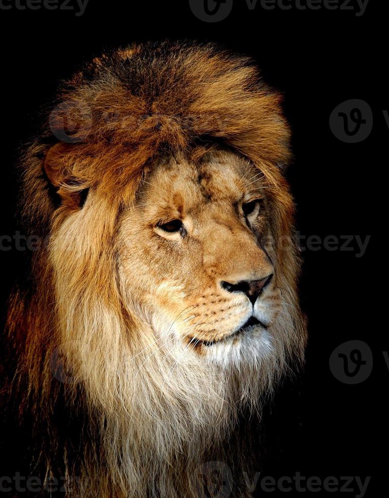 Lion portrait photo