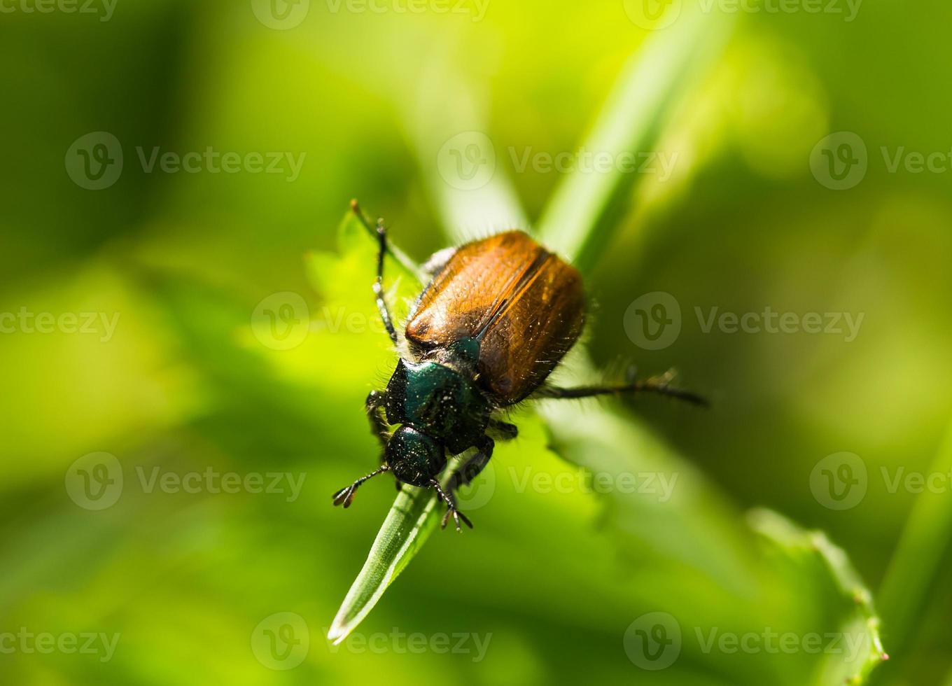 Beetle on a grass photo