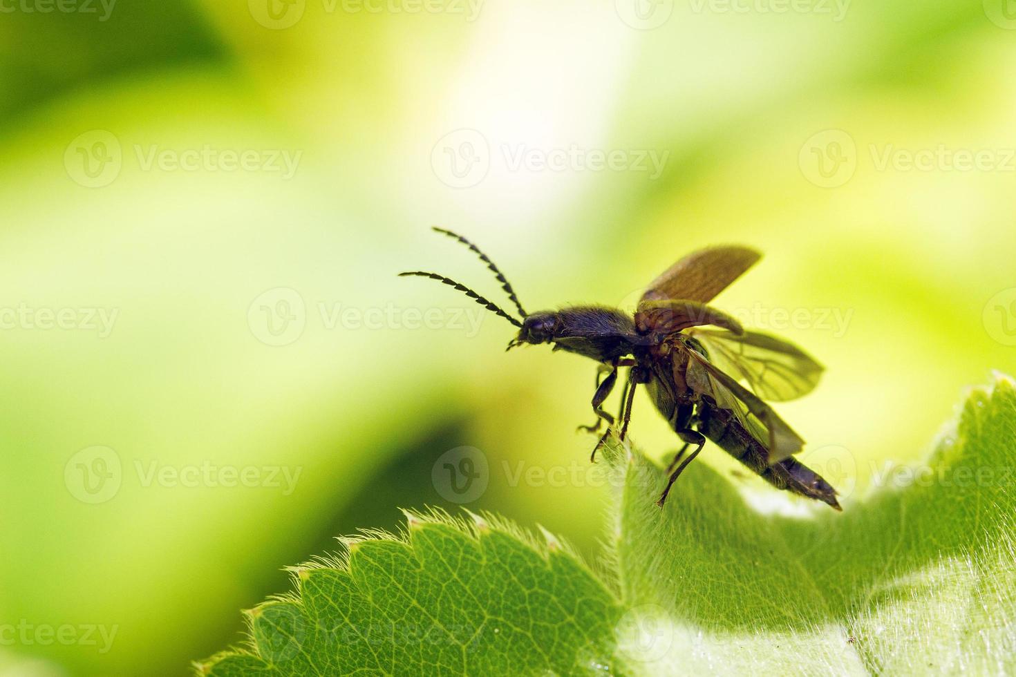 haga clic en el despegue del escarabajo foto