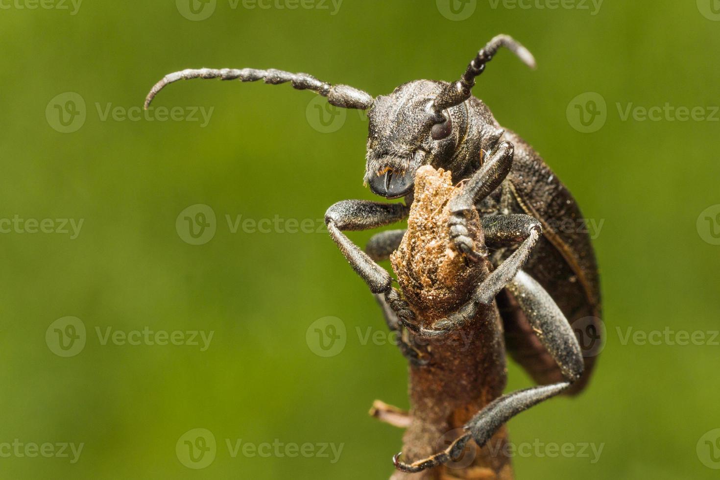 European longhorn beetle closeup photo