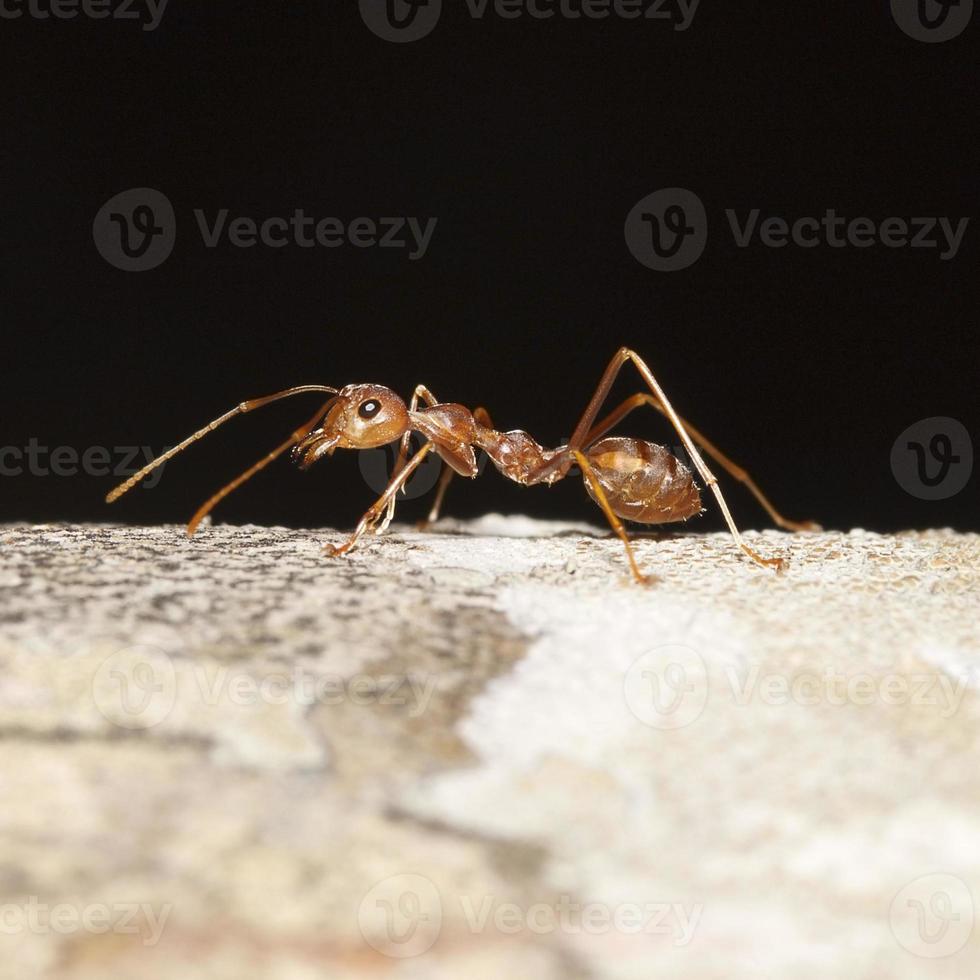 Orange ant for pattern photo