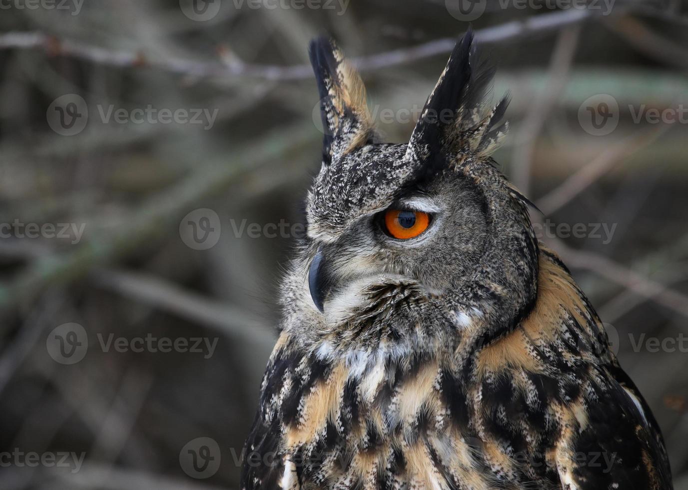 Eurasian Eagle Owl Sideview photo