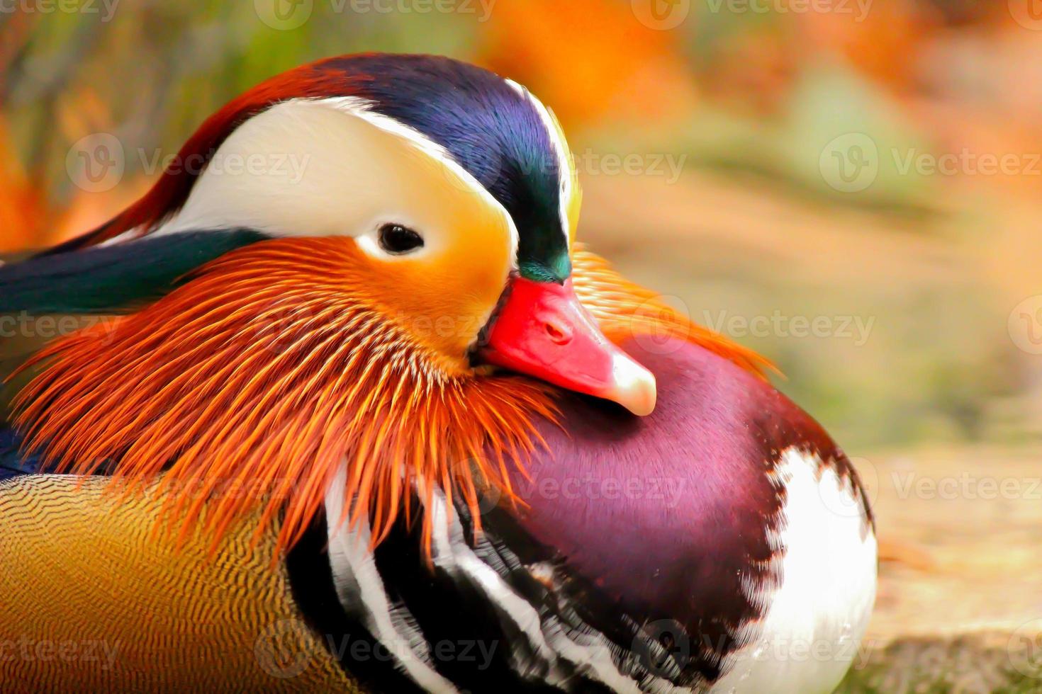 Mandarin Duck 706775 Stock Photo at Vecteezy