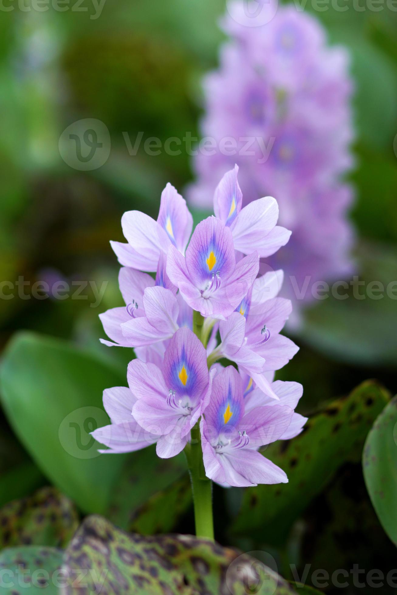 Las flores de jacinto de agua púrpura están floreciendo. 706847 Foto de  stock en Vecteezy
