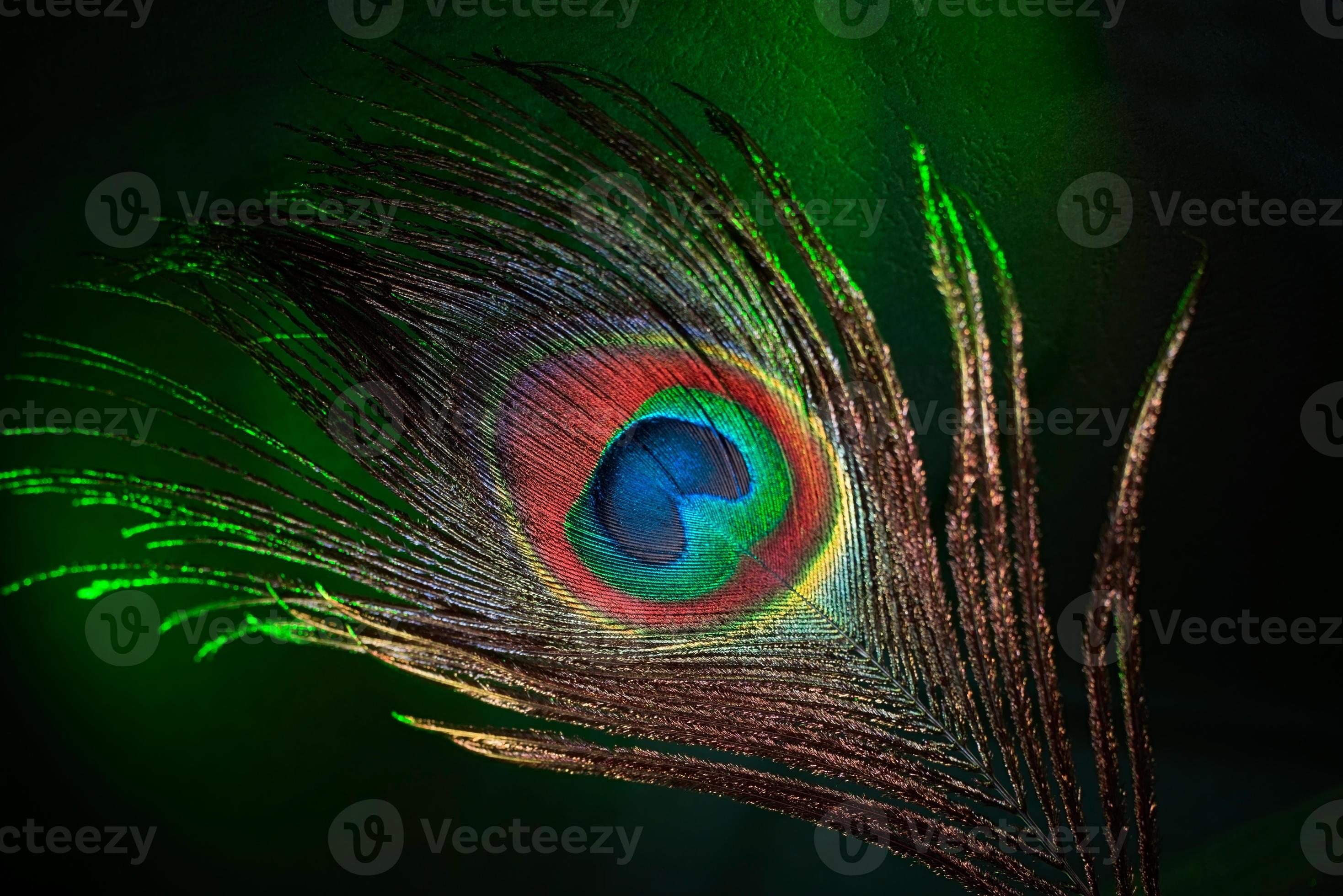 peacock feather 706869 Stock Photo at Vecteezy