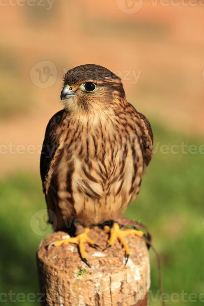Merlin Falcon photo