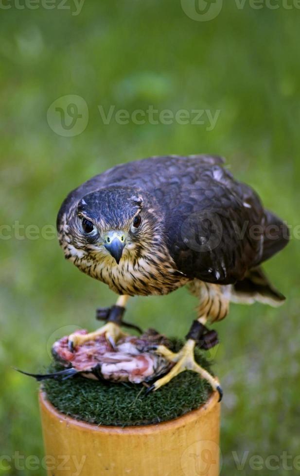 Intense Merlin (Falco columbarius) and Lunch photo