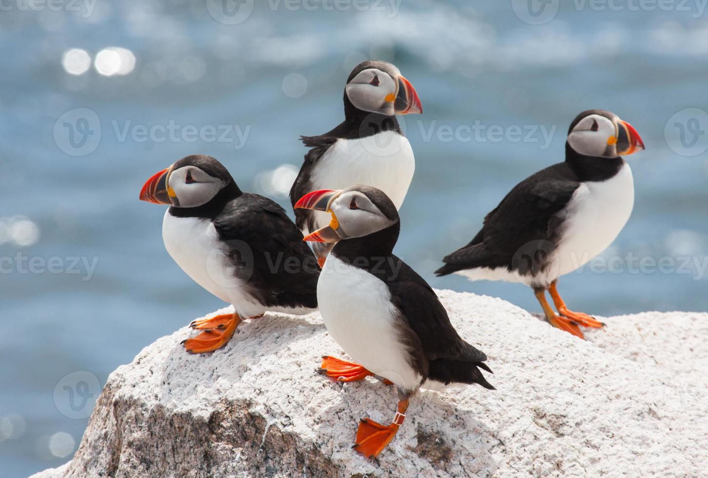 puffins loafing photo