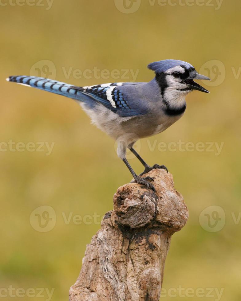 Close up of blue jay chirping on a branch photo