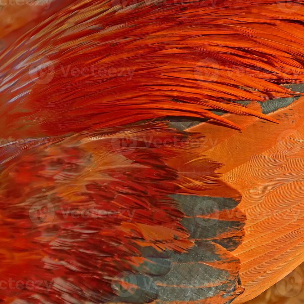 Chicken feather photo
