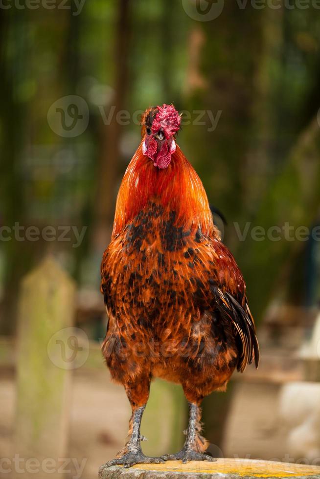 hermoso gallo rojo en poste de la cerca foto