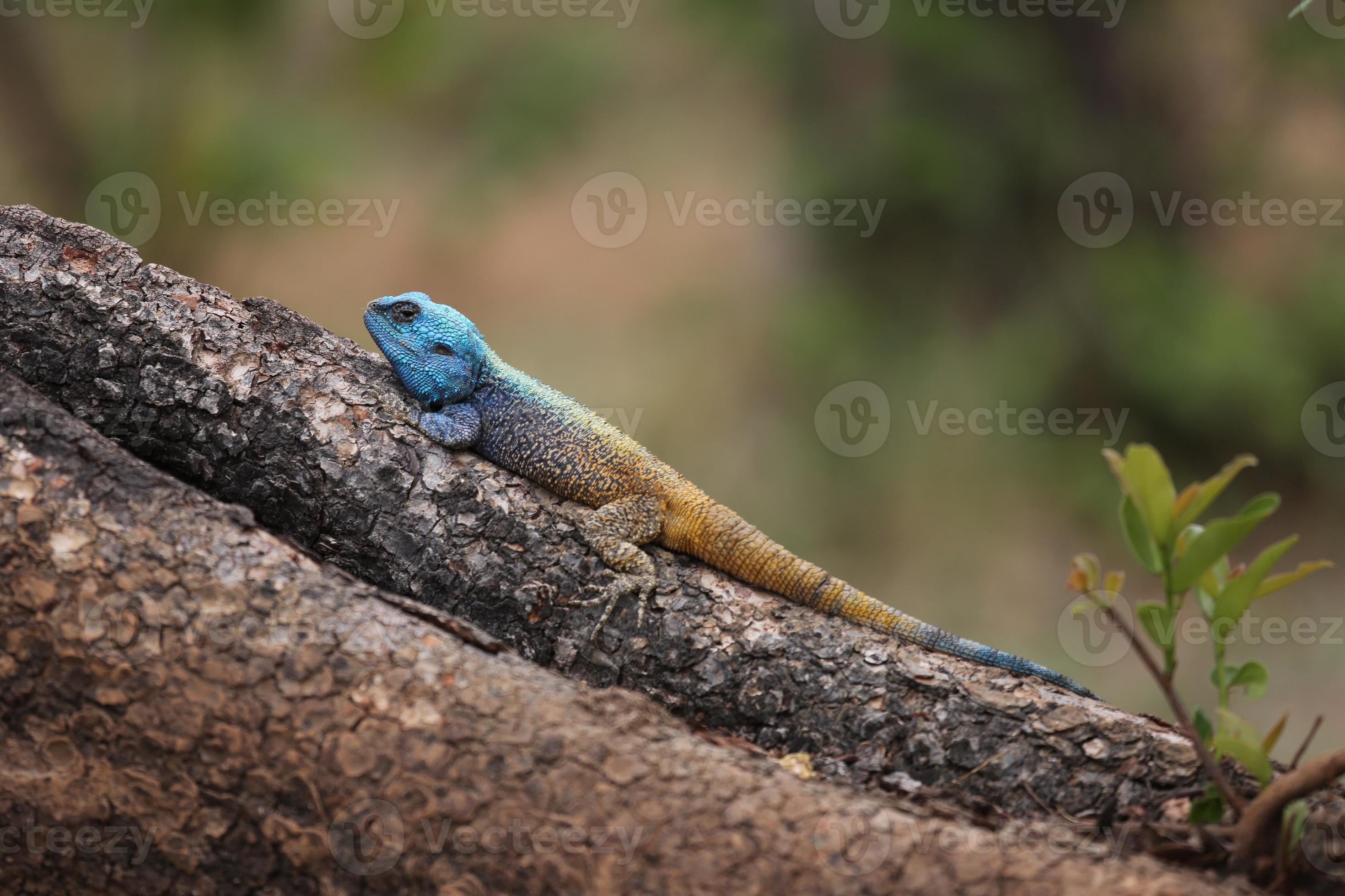 Blue Headed Agama Stock Photo Blue Headed Agama Stock Photo