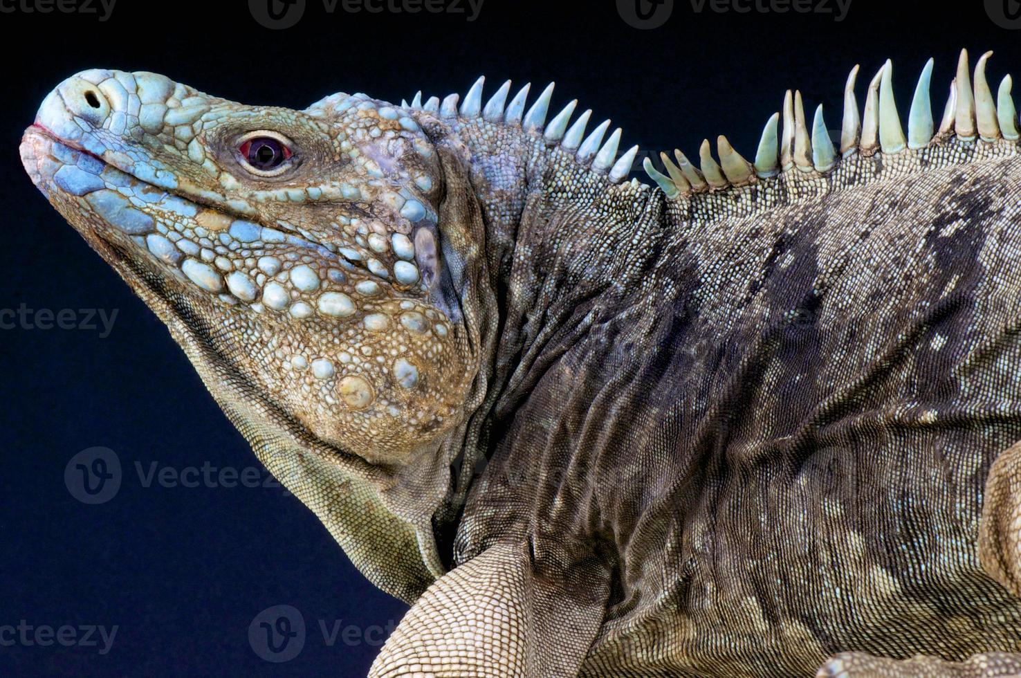 Blue rock iguana / Cyclura lewesi photo