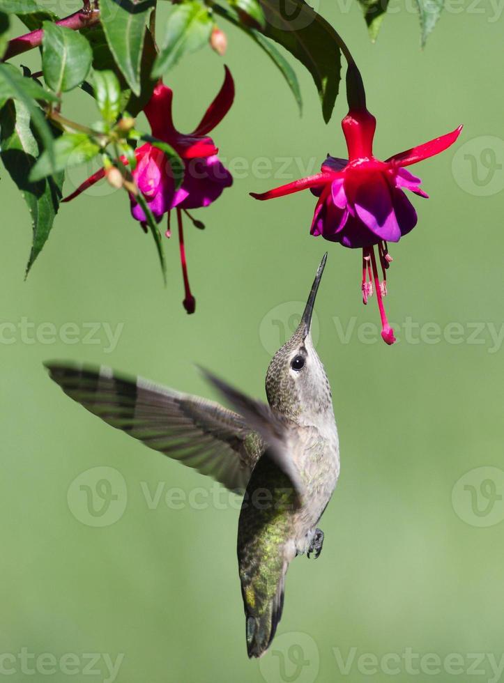 Hummingbird in in flight with its beak poking a flower photo