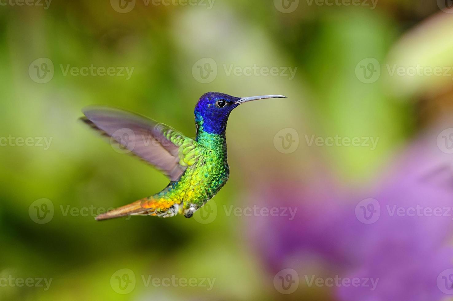 colibrí zafiro de cola dorada foto
