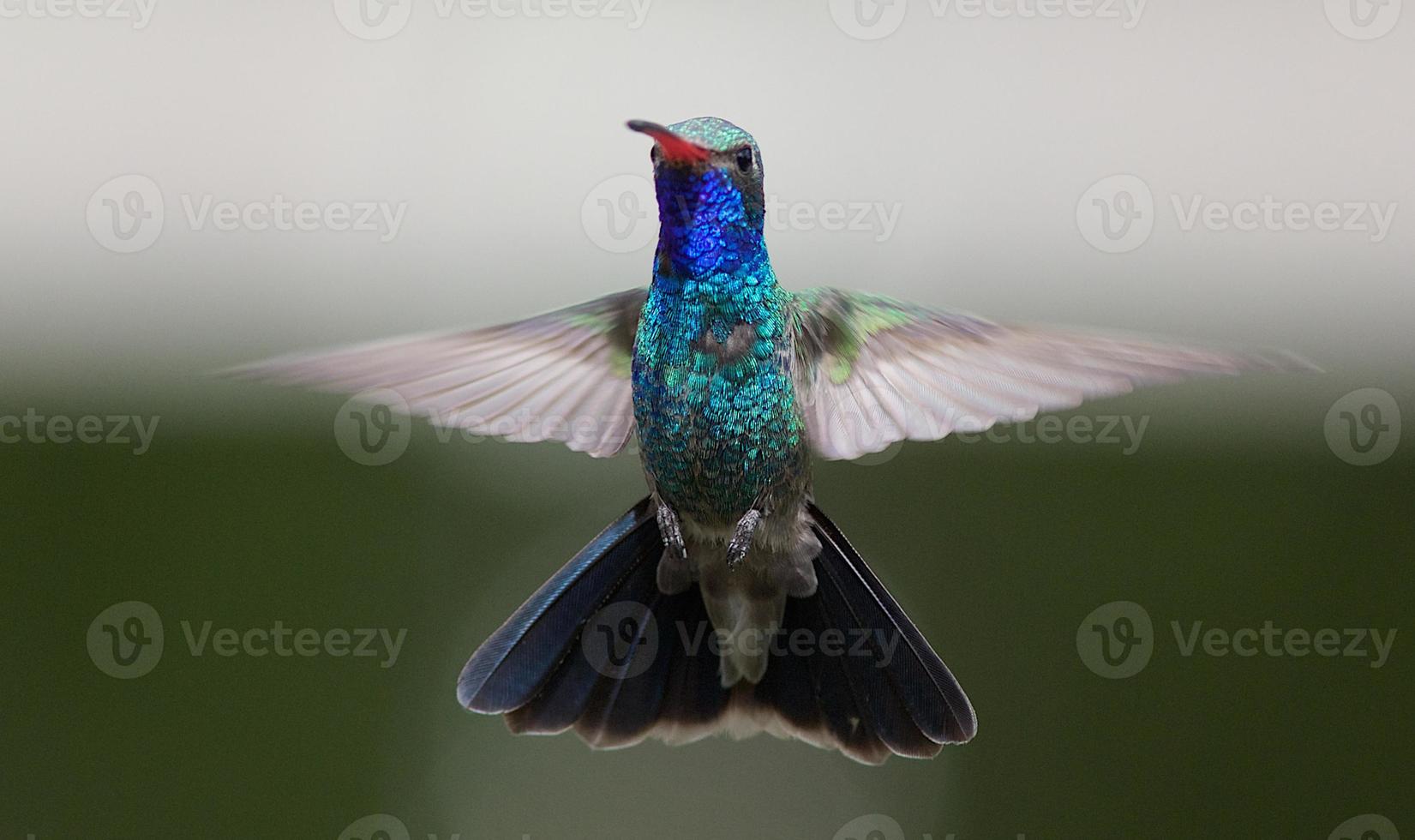 Broad-billed Hummingbird photo