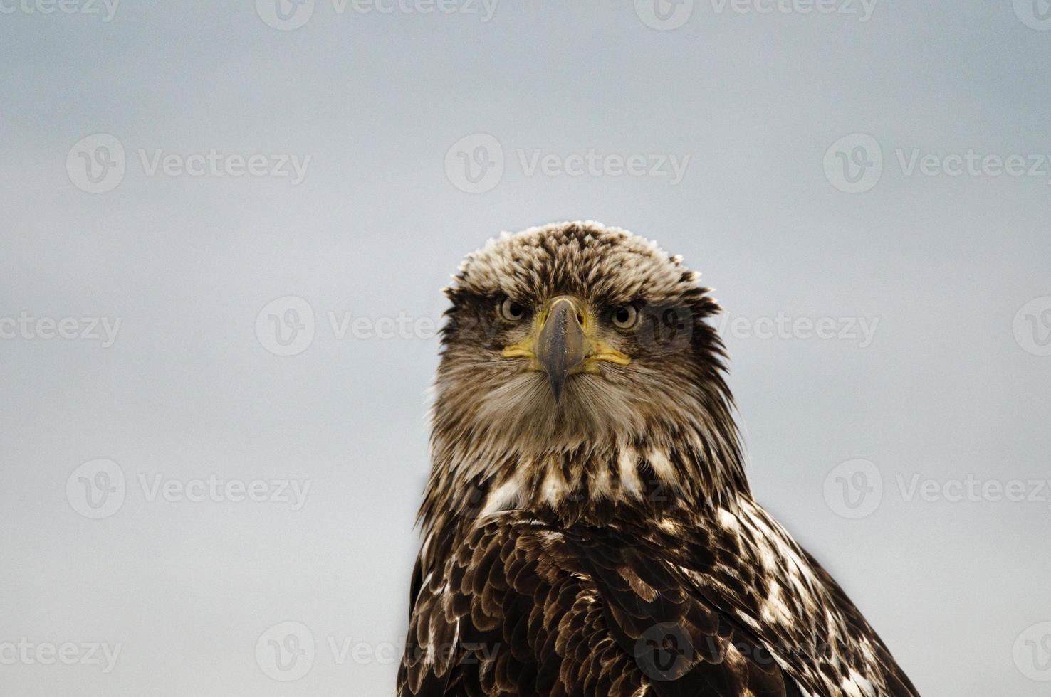 Juvenile Bald Eagle photo