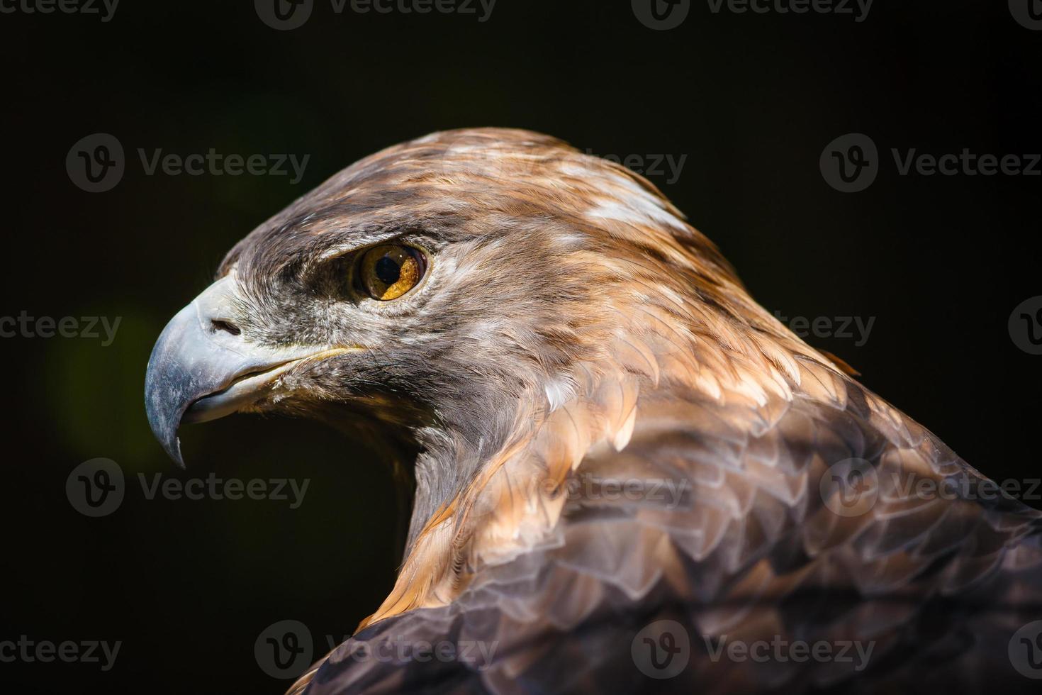 Golden eagle (aquila chrysaetos) photo