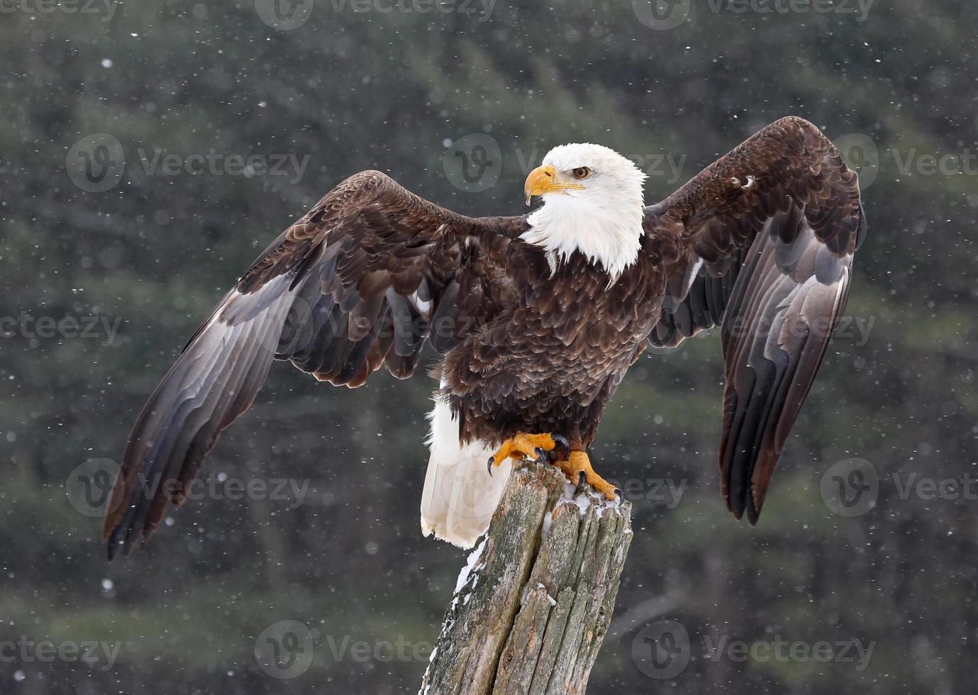 águila calva con alas estiradas foto