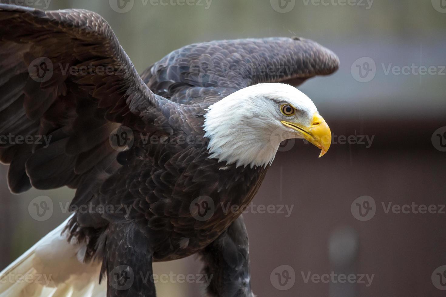 majestuosa águila calva foto