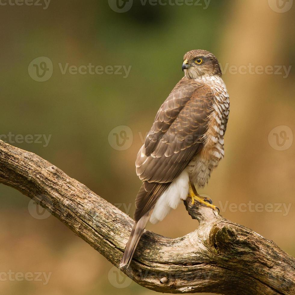 Eurasian sparrowhawk photo