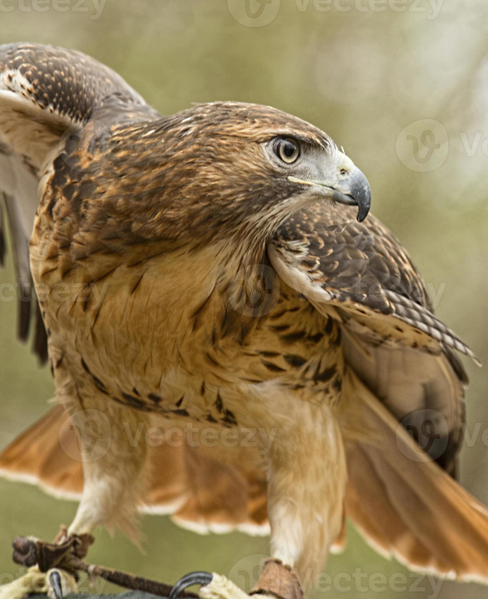 Red Tailed Hawk with wings spread. 707653 Stock Photo at Vecteezy