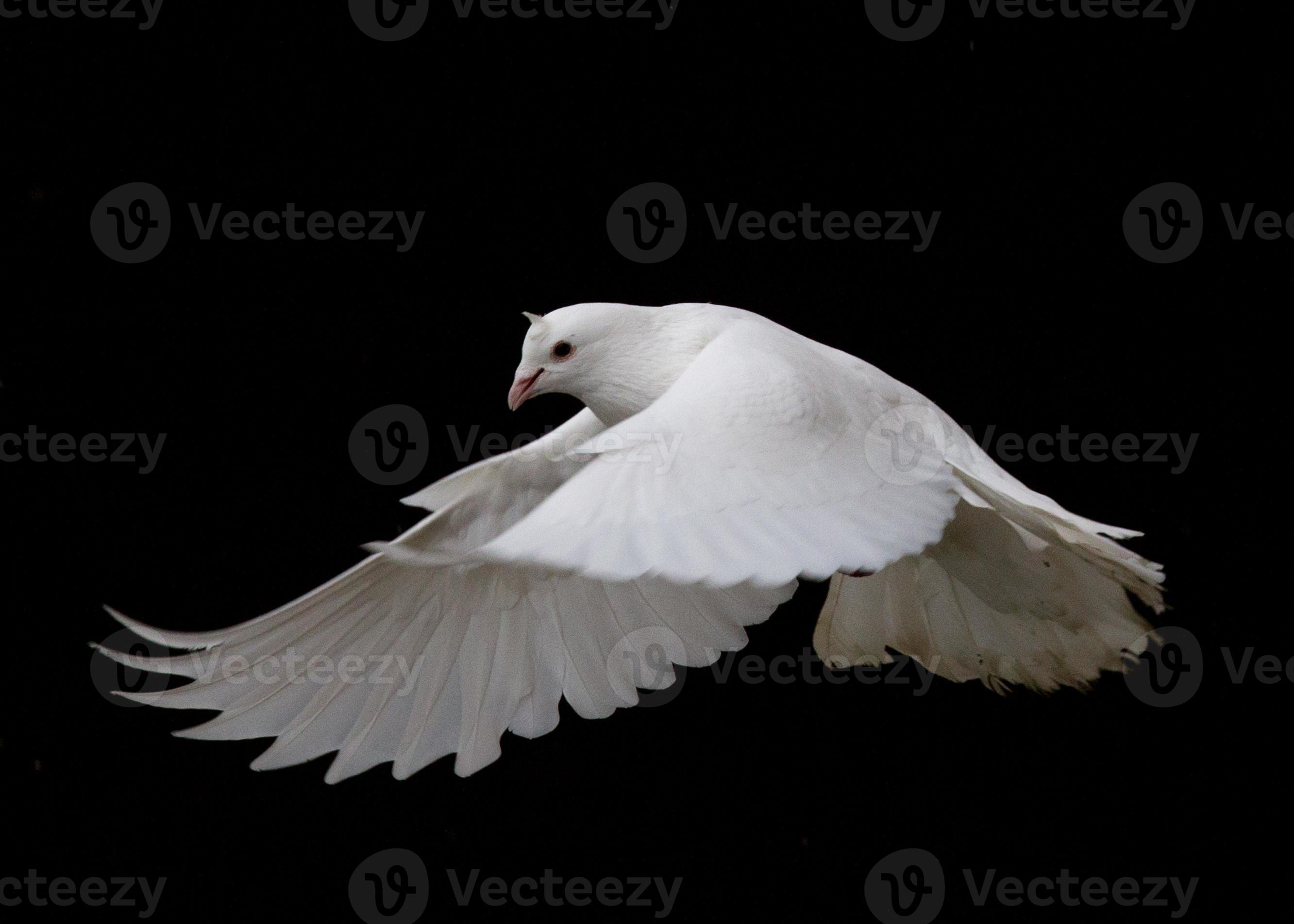 White Pigeon Flying