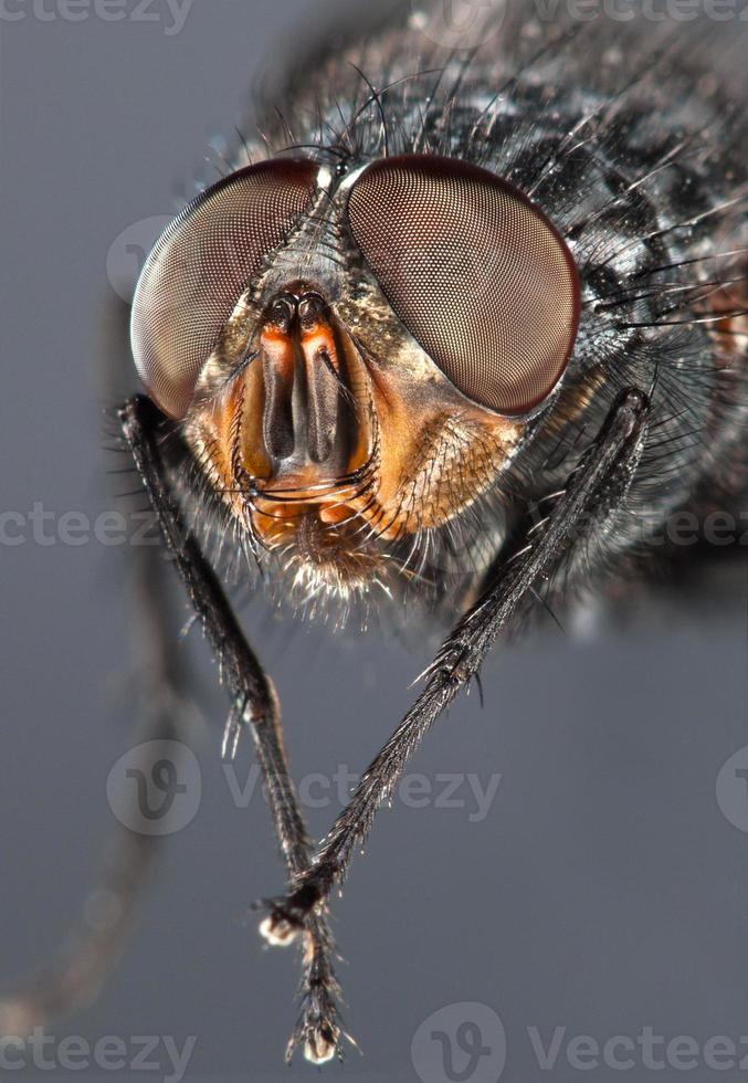 Fly close up photo