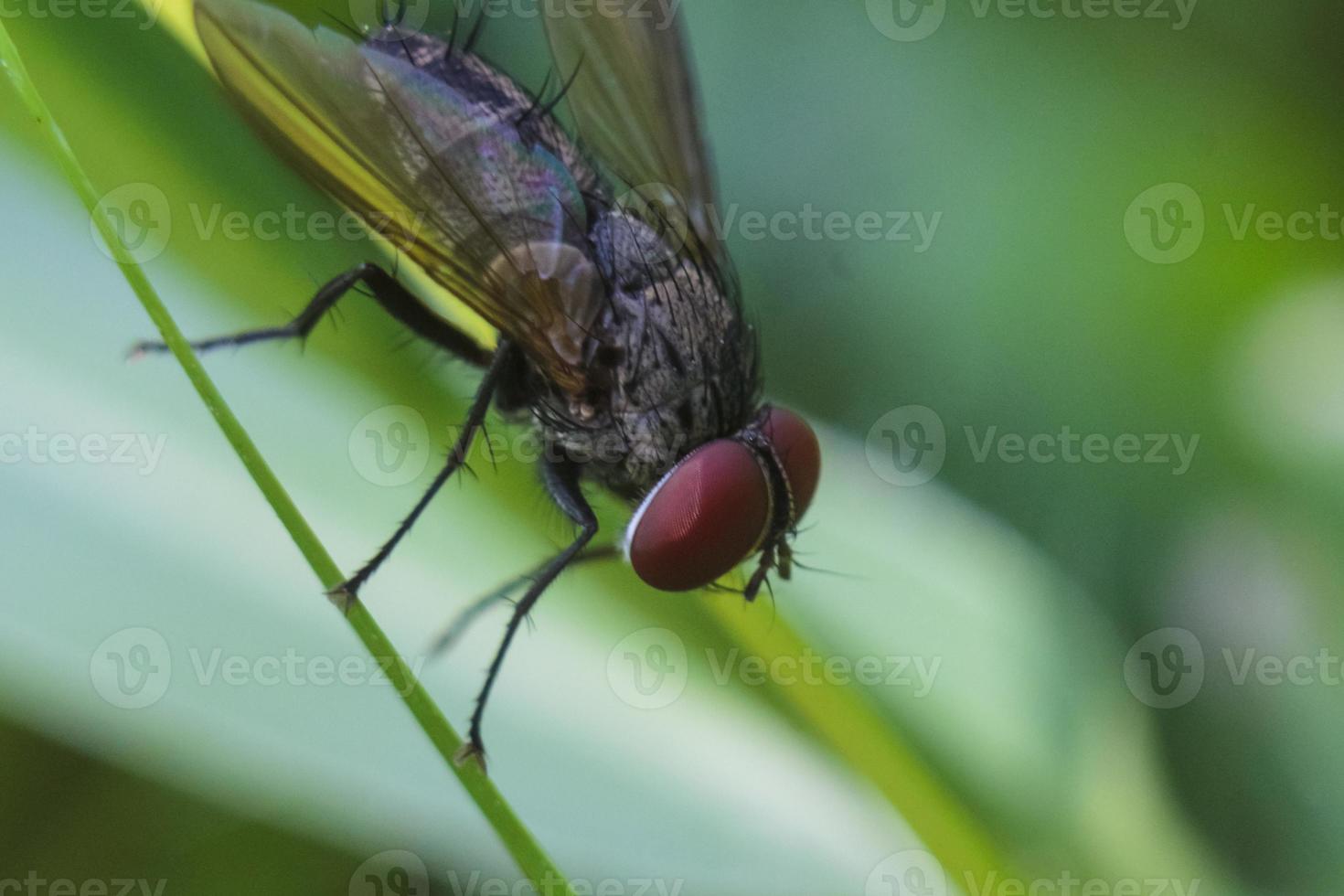 The Common Housefly (Musca Domestica) photo