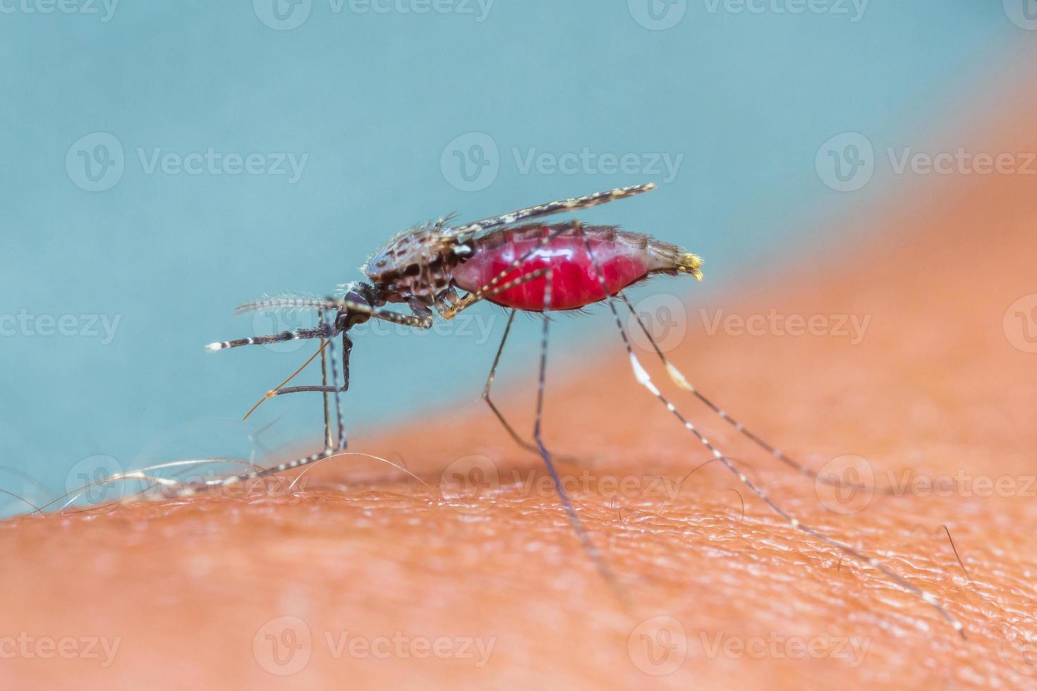 Mosquito sucking blood_set C-5 photo