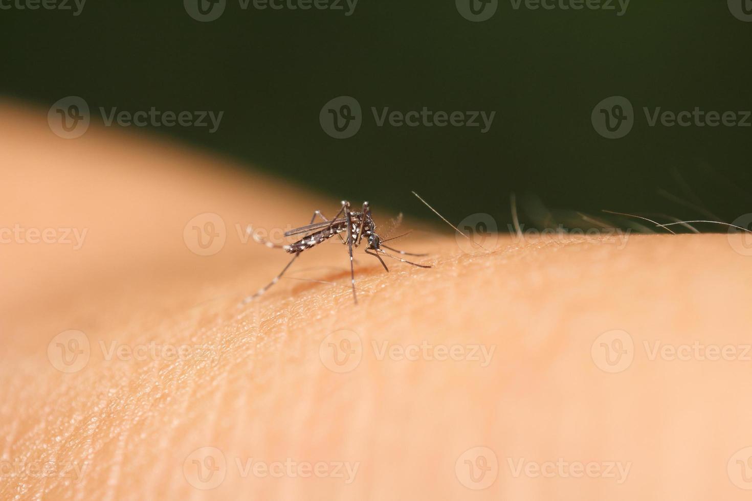 Mosquito sucking blood photo