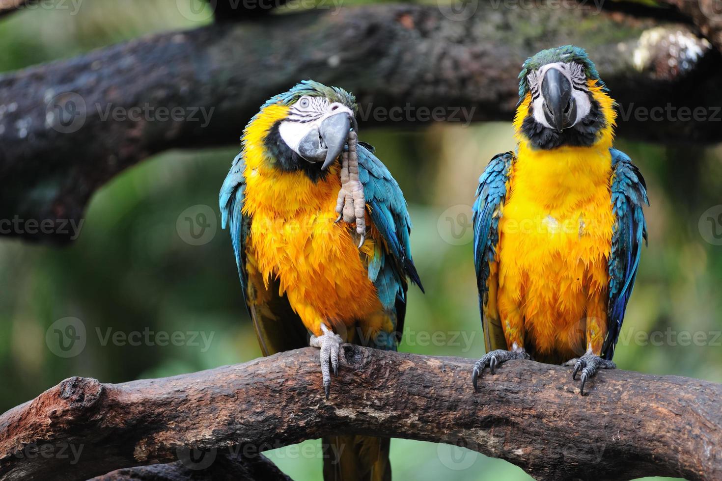 Parrot birds photo