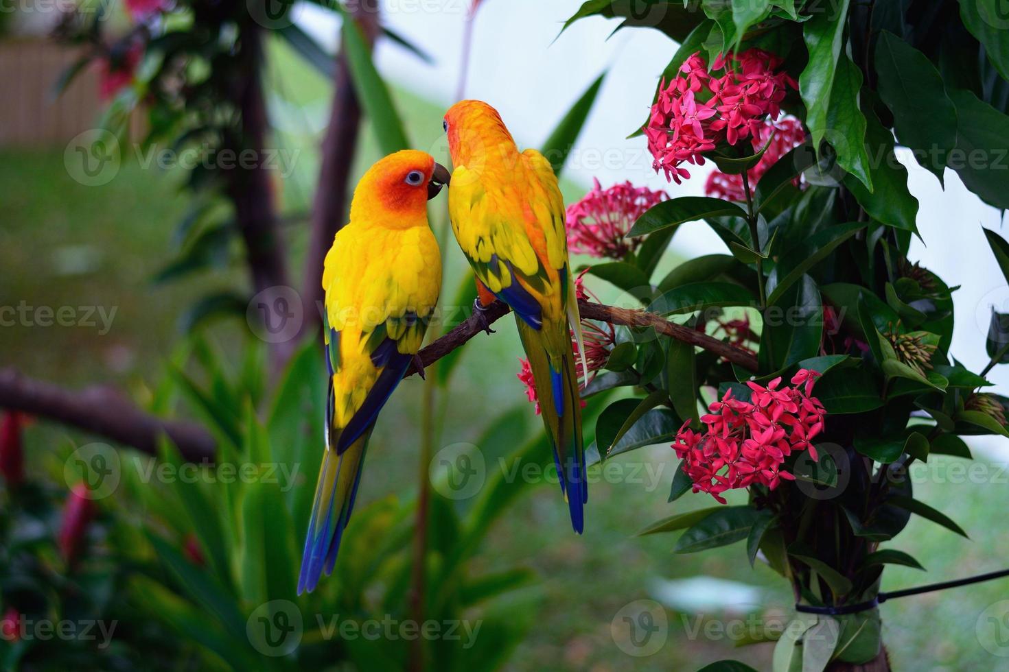 Parrots image photo