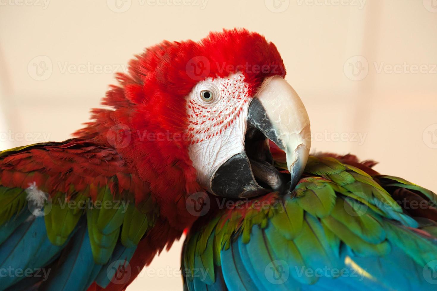 Parrot bird photo