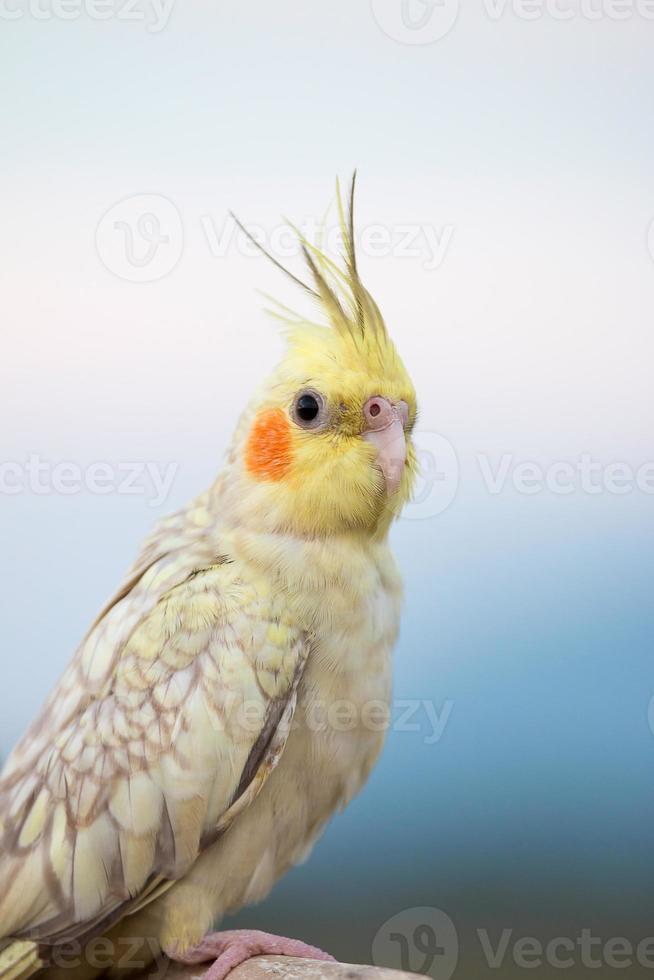 Cockatiel parrot ,bird photo