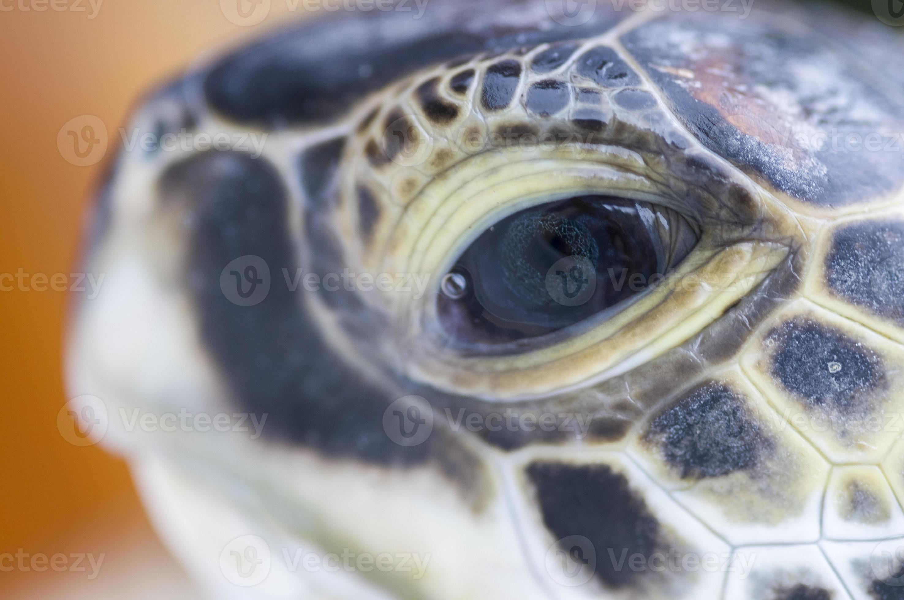 Tortue Verte Stock Photo At Vecteezy Tortue Verte Stock Photo At Vecteezy