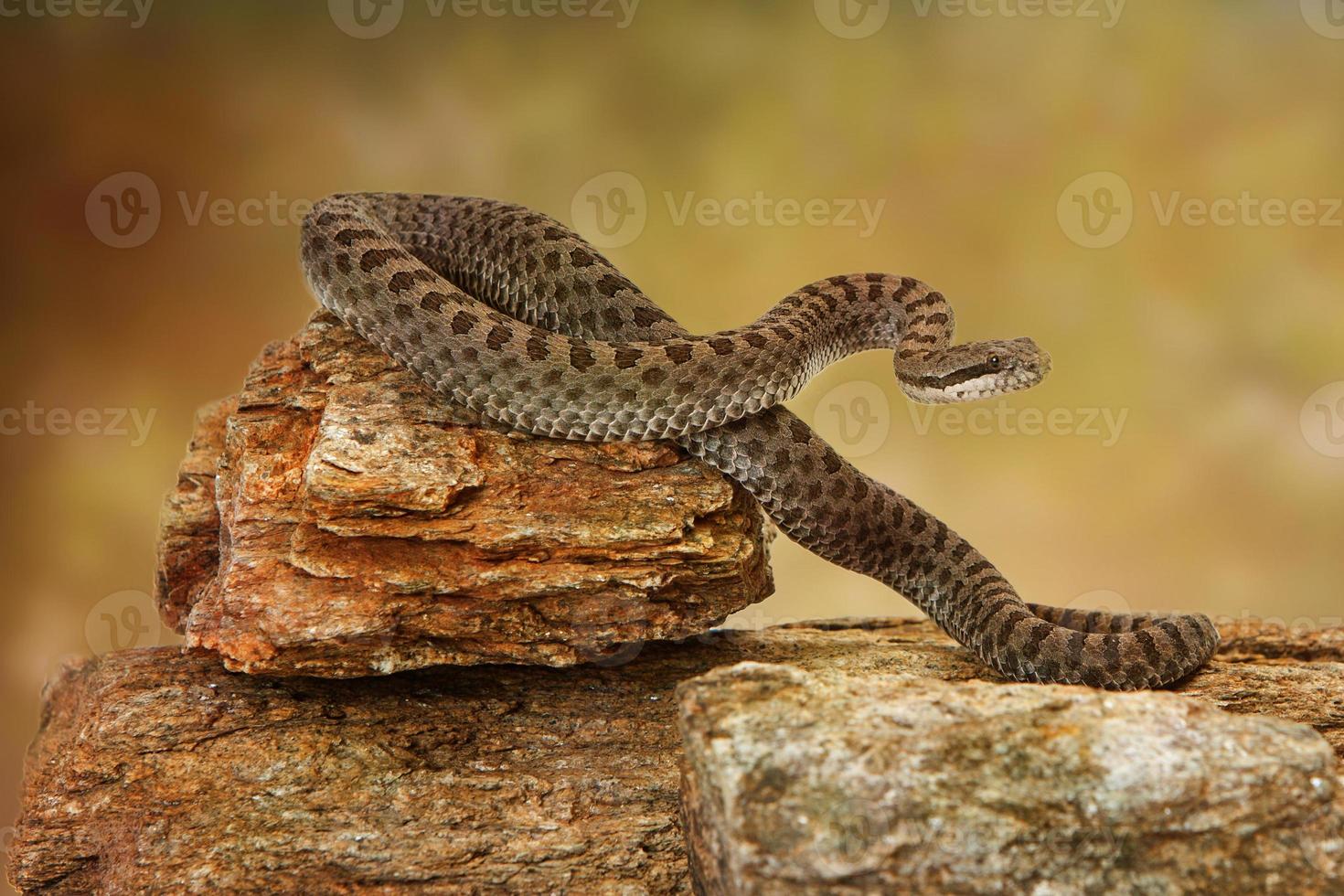 Twin-Spotted Rattlesnake On Top of Rock photo