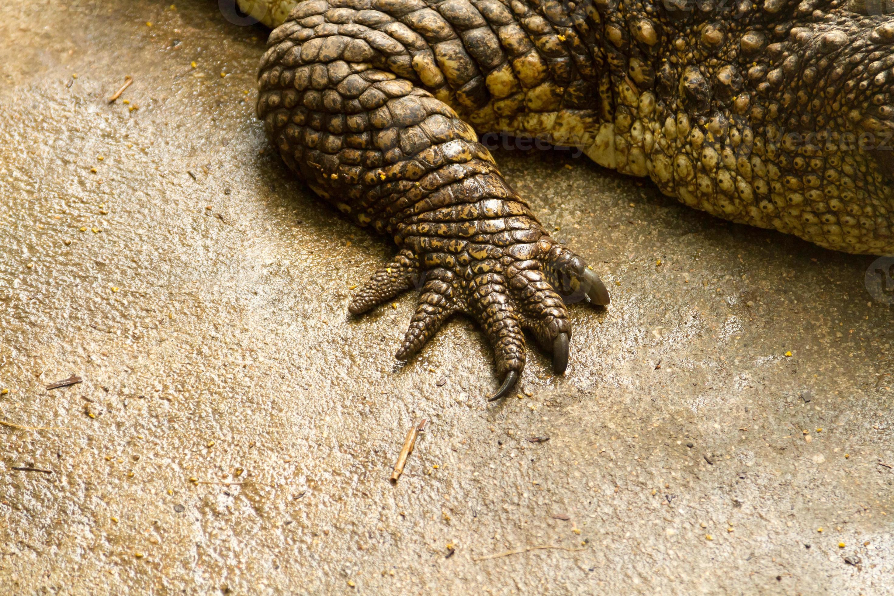 foot crocodile 708104 Stock Photo at Vecteezy