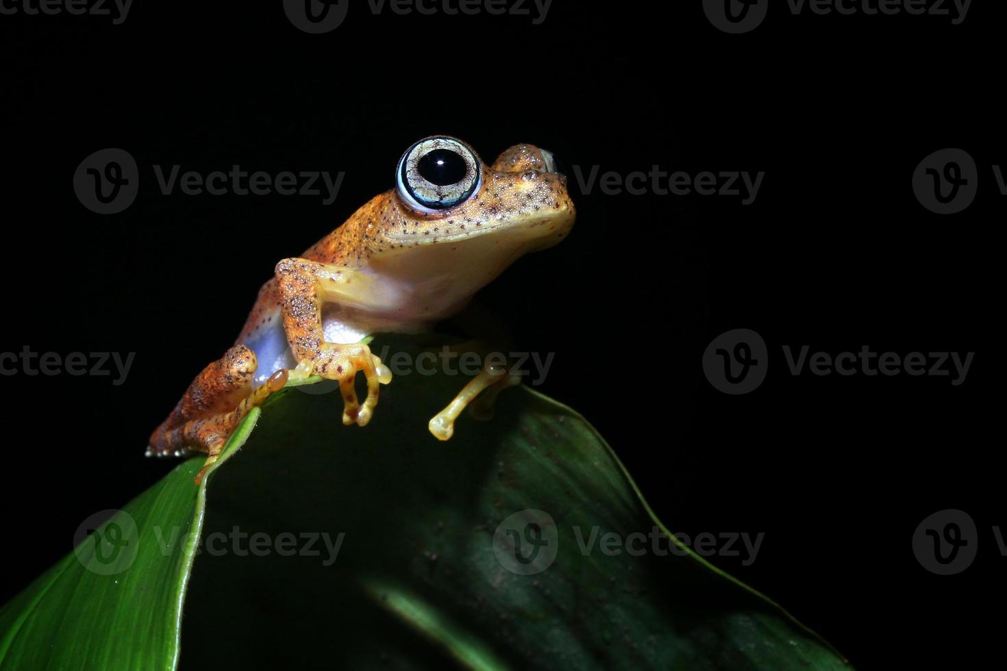 Boophis Frog 708108 Stock Photo at Vecteezy
