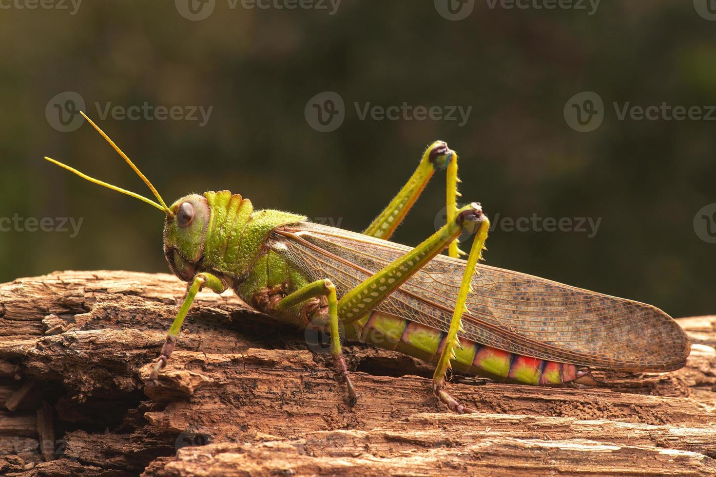 Giant Grasshopper photo