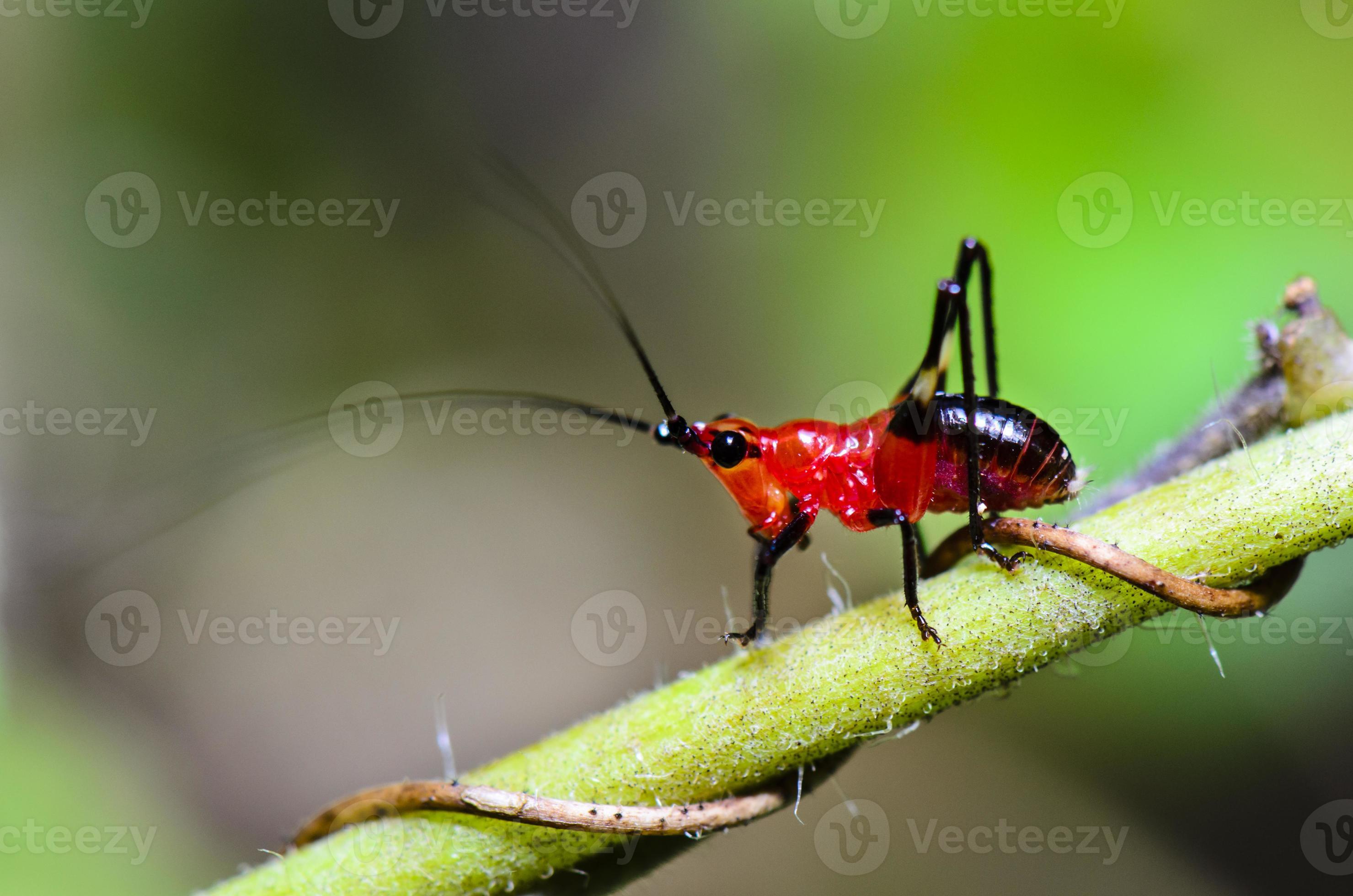 Conocephalus Melas tiny red Cricket photo