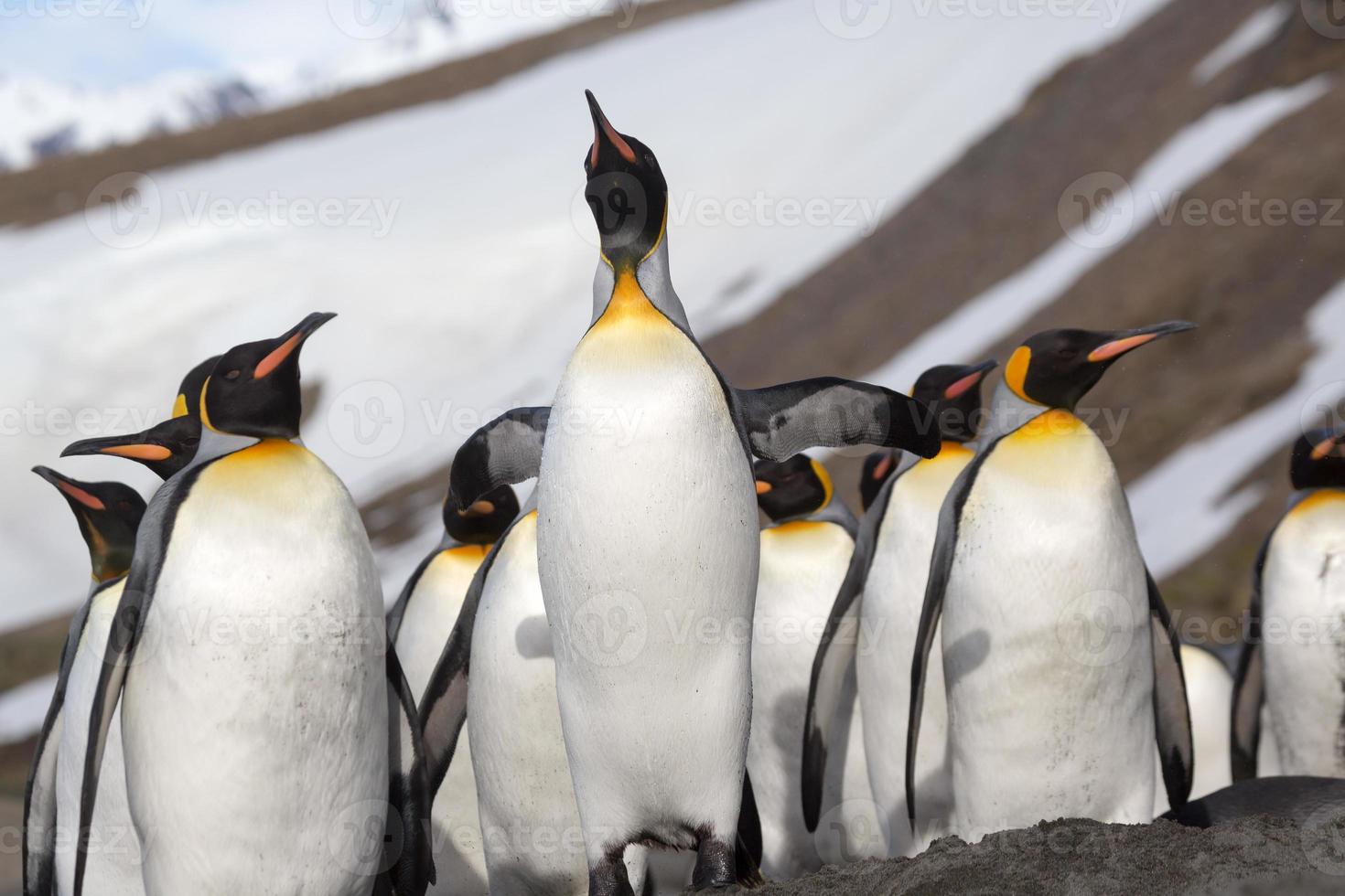 Looking up at a king penguin in Antarctica photo