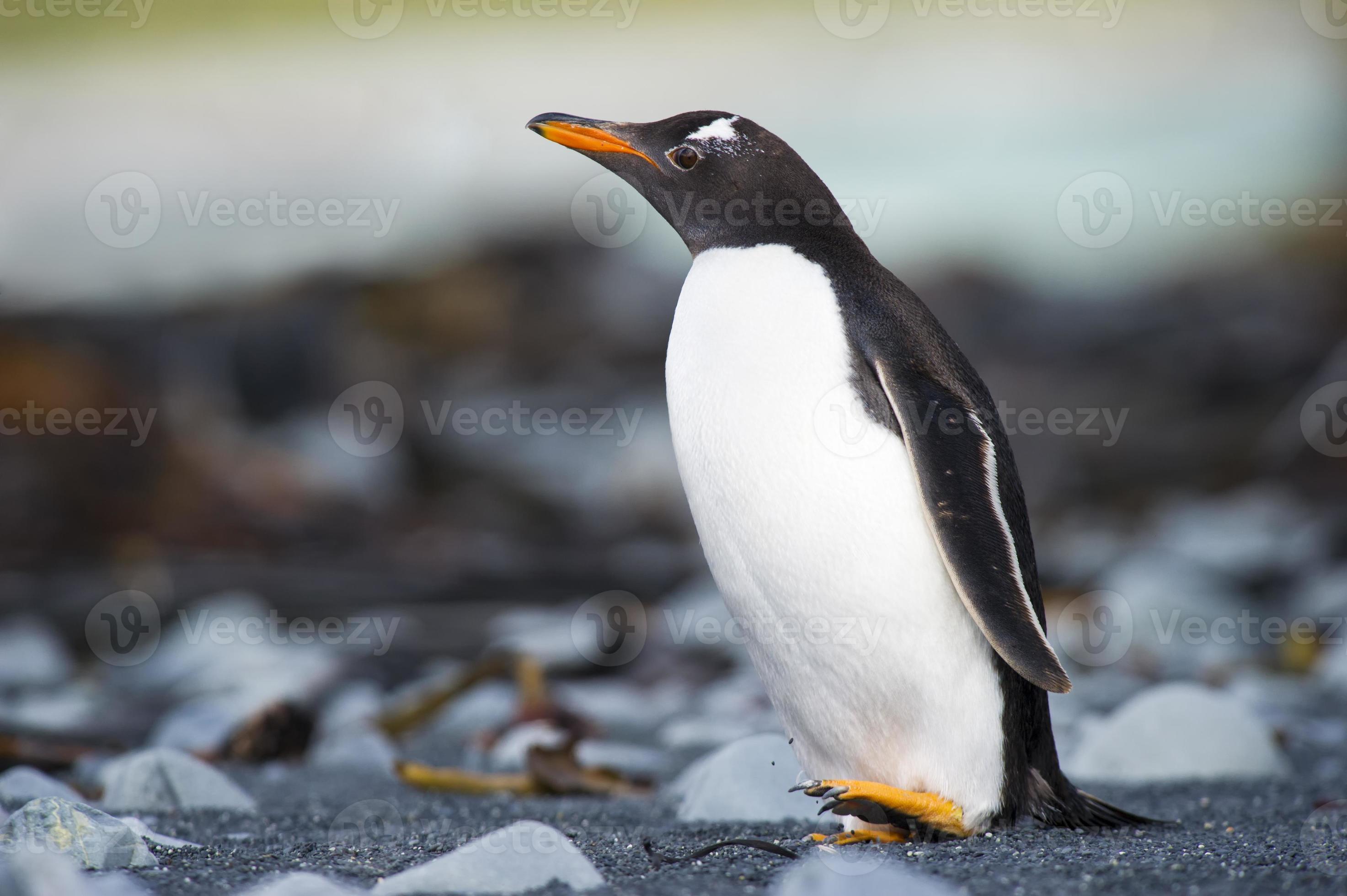 Gentoo Pinguin Pygoscelis Papua Running On A Rocky Beach Stock Photo At Vecteezy Gentoo Pinguin Pygoscelis Papua Running On A Rocky Beach Stock Photo At Vecteezy